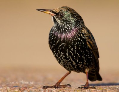 Common Starling