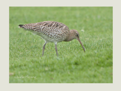 Curlew