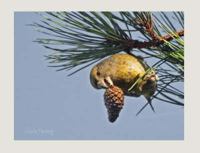 Common Crossbill (Loxia curvirostra) 