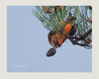 Common Crossbill