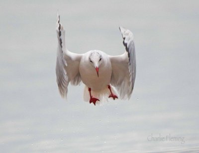 Black headed Gull