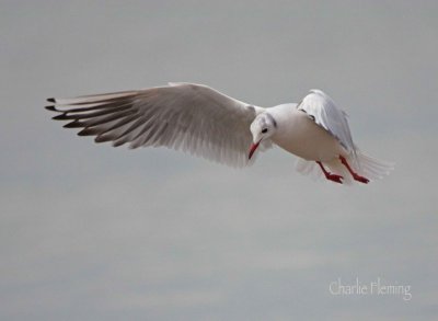 Black - headed Gull