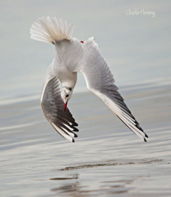 Black headed gull