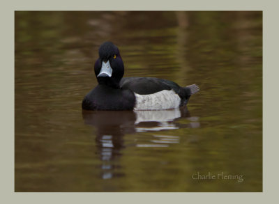 Tufted Duck (Aythya fuligula) 