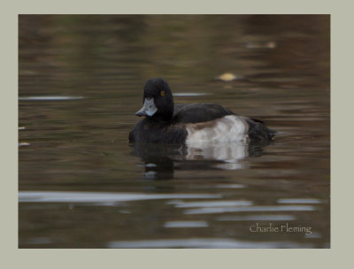 Tufted Duck (Aythya fuligula) 