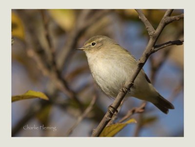 Siberian Chiffchaff (tristis)