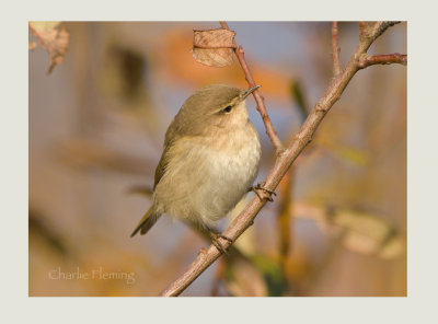 Chiffchaff