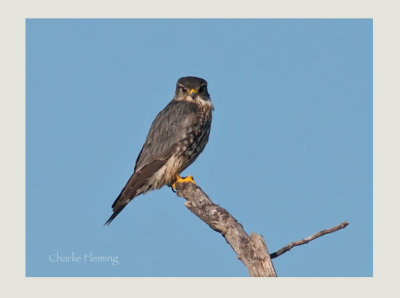 Merlin - Falco columbarius 