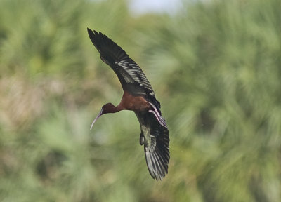 White-faced Ibis (Plegadis chihi)