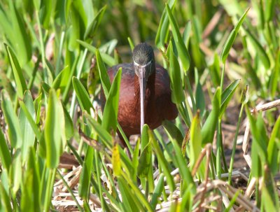 White-faced Ibis (Plegadis chihi)