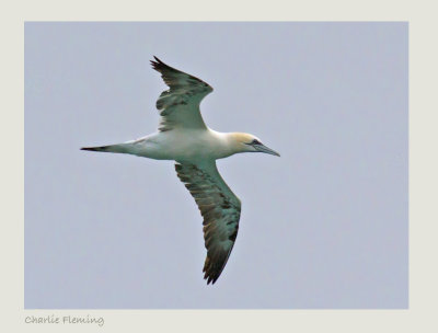 Northern Gannet - Morus bassanus