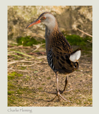 Water Rail