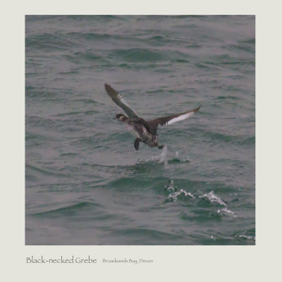 Black-necked Grebe