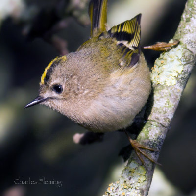 Goldcrest