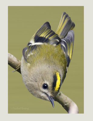 Goldcrest