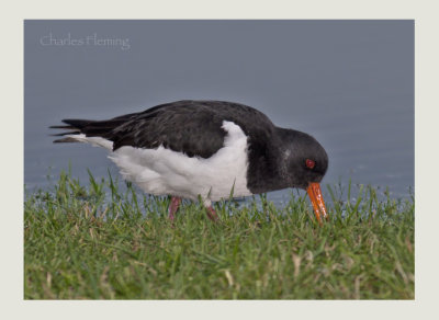 Oystercatcher