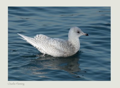 Iceland Gull (Larus glaucoides)