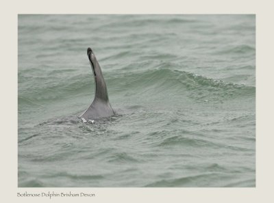 Bottle-nosed Dolphin