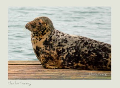 GRey Seal