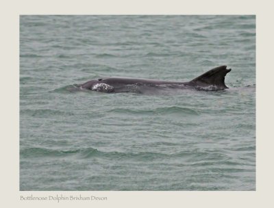 Bottle-nosed Dolphin