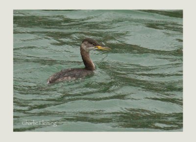 Red-necked Grebe