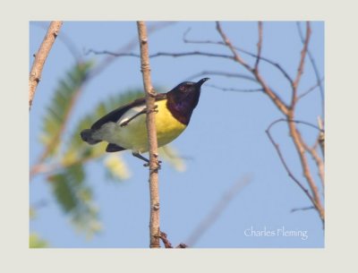  Purple-rumped Sunbird (Leptocoma zeylonica) 