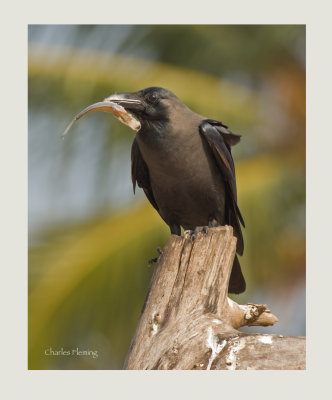 Indian House Crow
