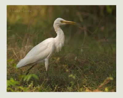 Cattle Egret