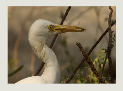 Cattle Egret