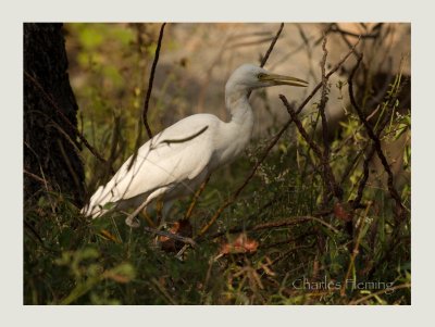 Cattle Egret