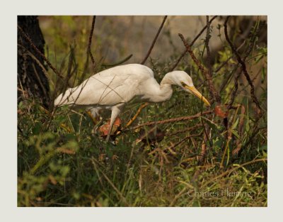 Cattle Egret