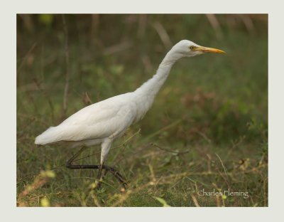 Cattle Egret