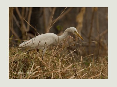 Cattle Egret