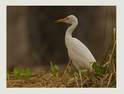 Cattle Egret