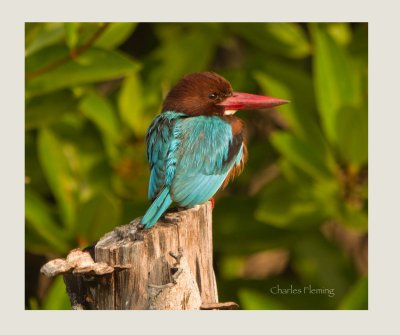 White-throated Kingfisher