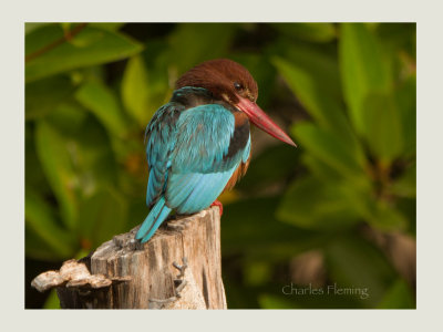 White-throated Kingfisher