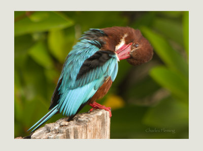 White-throated Kingfisher