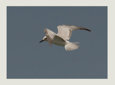 Whiskered Tern