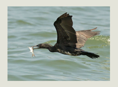 Phalacrocorax fuscicollis-  (Indian Shag)