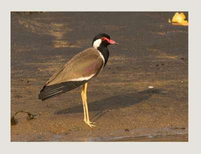 Red-Wattled lapwing
