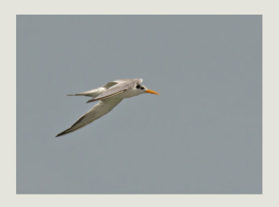 Lesser-crested Tern