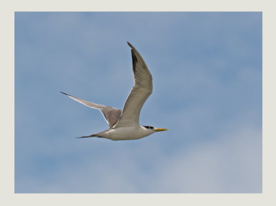 Swift Tern  (Thalasseus bergii)