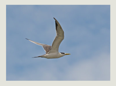 Swift Tern (Thalasseus bergii)