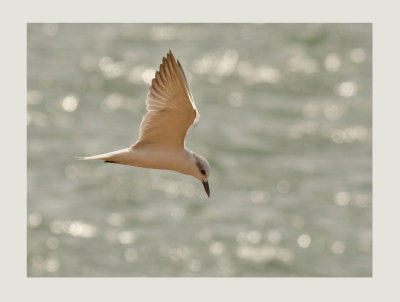 Gull-billed Tern