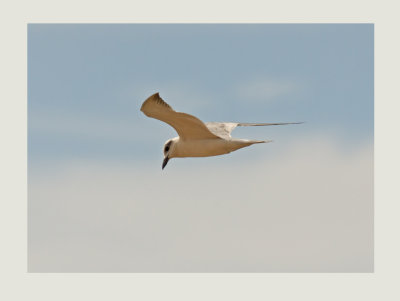 Gull-billed Tern