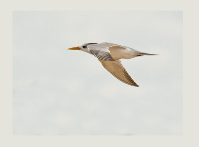Lesser-crested Tern