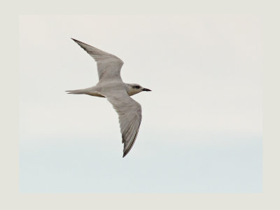 Gull-billed Tern