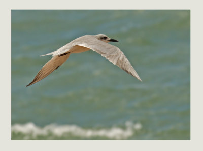 Gull-billed Tern