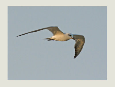 Gull-billed Tern (Gelochelidon nilotica) 