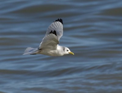 Kittiwake